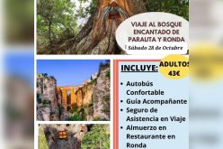 Viaje bosque encantado